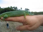 Balkan green Lizard (<i>Lacerta trilineata</i>) Adult female of the subspecies <i>polylepidota</i>.  